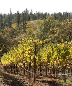 2016 Adamvs 'Teres' Cabernet Sauvignon
