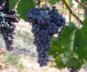 nebbiolo-hillsidevineyards