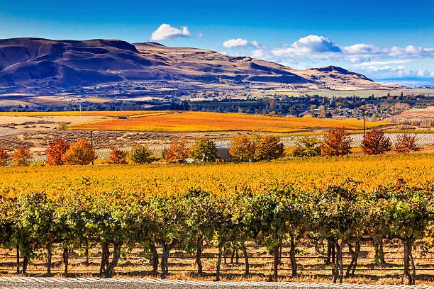 2016 Canvasback Red Mountain Cabernet Sauvignon