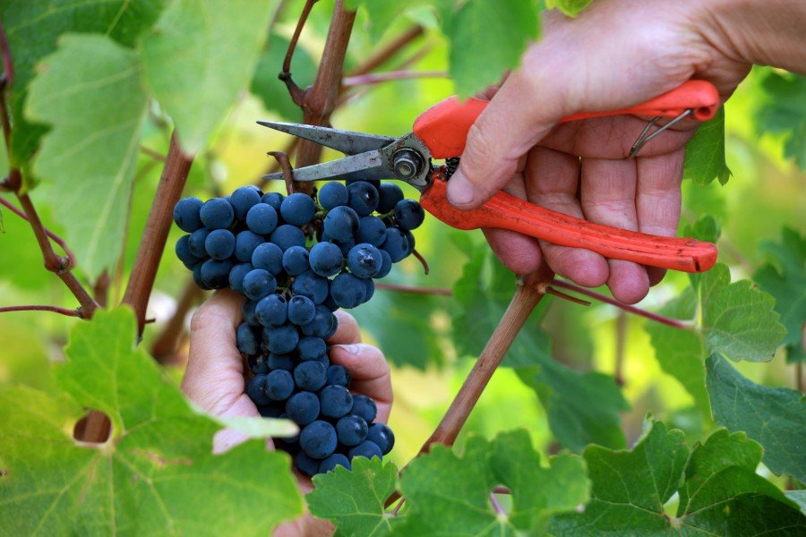 2017 Carpe Diem Cabernet Sauvignon
