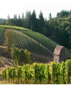 Colene Clemens Dopp Creek Pinot Noir