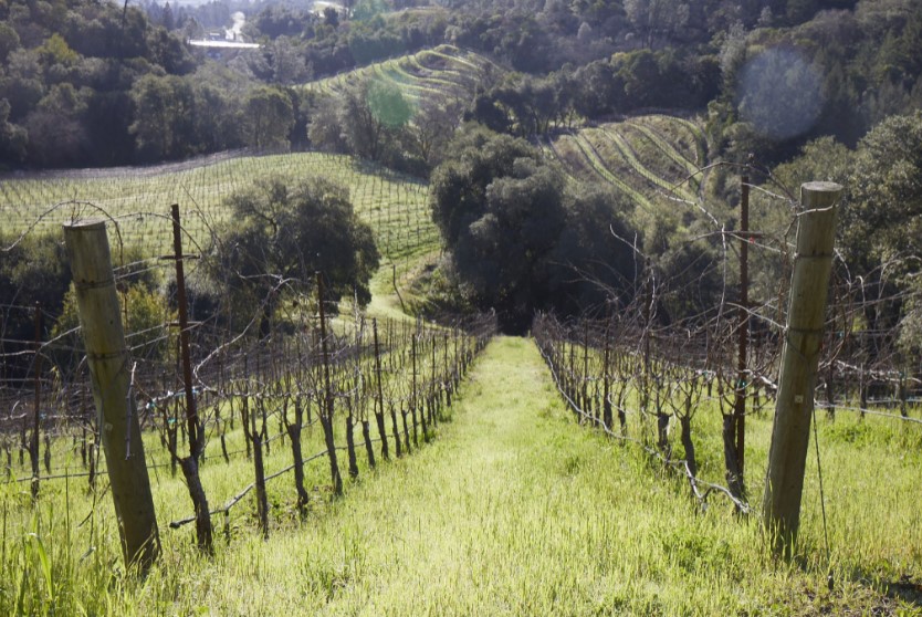 Marietta Zinfandel Román 