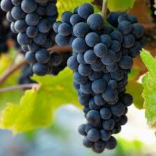 Pinot Noir-hillsidevineyards