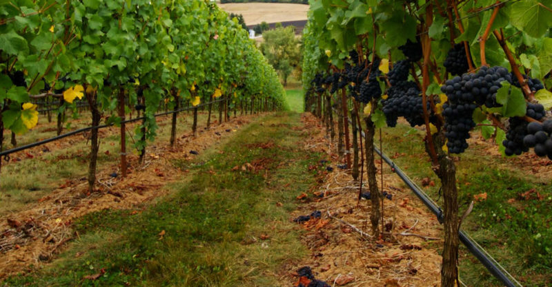 In all ROCO winemaking, we begin by working with grape farmers whose sustainable viticulture practices promote the lively ecosystems at the foundation of vibrant wines. The work of winemaking largely happens in the cellar, but we cannot begin our work until we’ve benefited from the good work of others.
