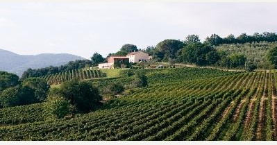 Grattamacco Bolgheri Superiore 2016 