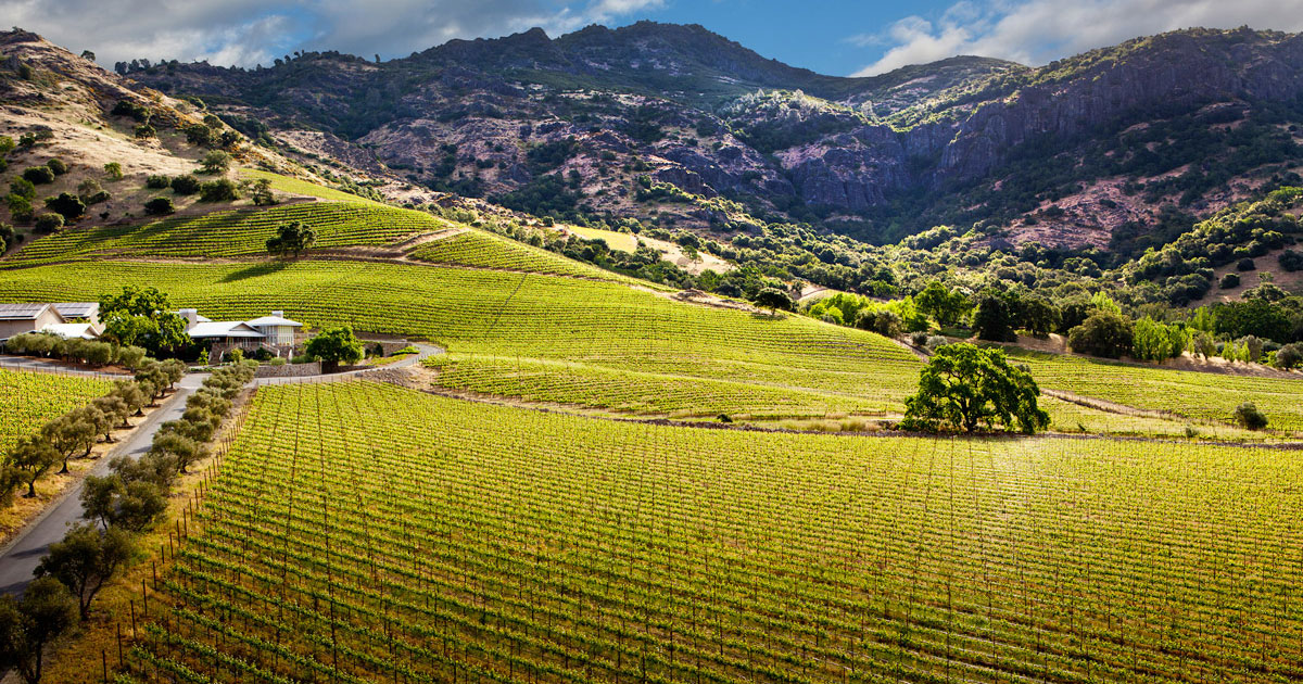 shafer - HillSideVineyards