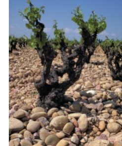 94pts Decanter; 93pts Vinous; 93pts Jeb Dunnuck