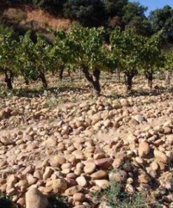Domaine La Boutiniere Chateauneuf-Du-Pape Grande Reserve Vielles Vignes La Crau